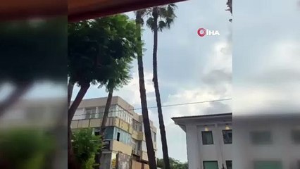 20 metre uzunluğunda palmiye ağacına çıkan kedinin, vatandaşların açtığı brandaya düştüğü anlar kameralara yansıdı