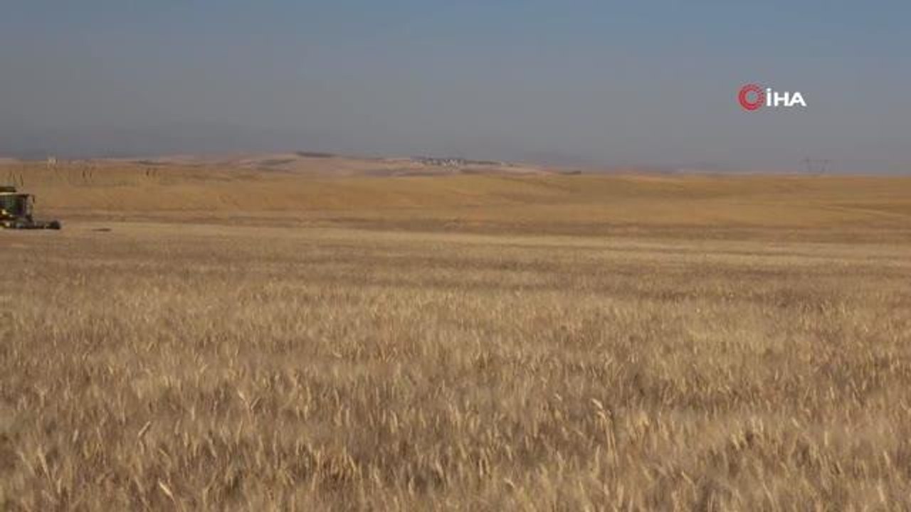 Kuraklık ekmeklik buğdayı vurdu