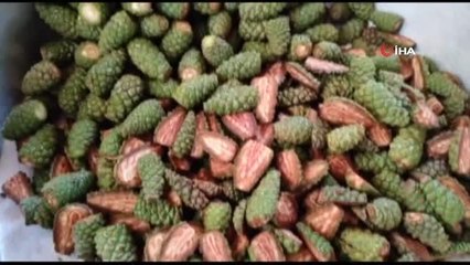 Çam ağaçlarından toplanıp kaynatılıyor, kilogramı 100 TL'den satılıyor- Her derde şifa bağışıklık deposu çam kozalağı pekmezi- 8 saat odun ateşinde...
