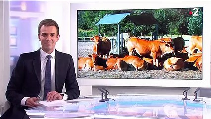 Landes : la chaleur affecte aussi les animaux d'élevage