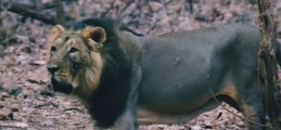 Lions sheed Blood to claim Territory । क्षेत्र पर दावा करने के लिए शेरों ने बहाया खून । Wild animals fight । Wildlife