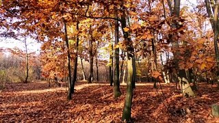 Fallen | autumn | trees | spring | peacecful music | calm music | relaxing music | sleep music | inpsiring music | motivational music | calming | relax your mind and body | healing music | calm your mind | peace of mind | leaves | love by Rest In Peace