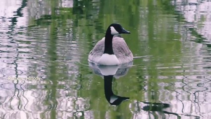 Beautiful Ducks and Relaxing Meditation Music, Relaxation