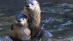 Attention Anglers: Florida Wildlife Clinic Looking for Help Feeding Orphaned Otters
