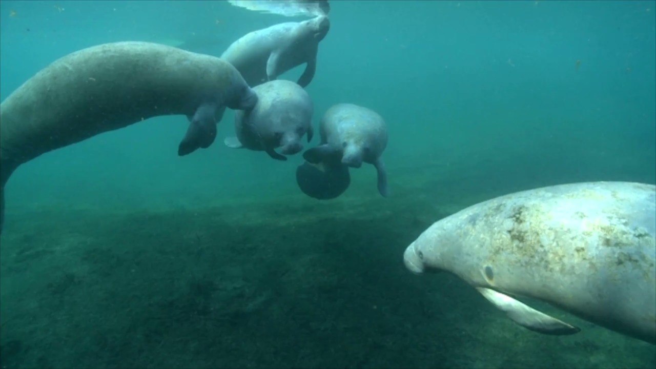 11 of Florida's Best Springs for Swimming, Kaya...