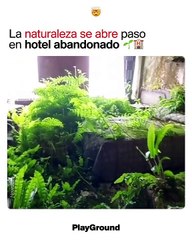 La naturaleza se abre paso en hotel abandonado