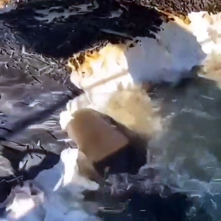 Shark Eats Whale