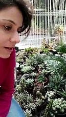 Umuaramense conquista internautas com dicas de plantio e cuidado com plantas