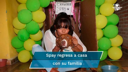 Perrito que cayó a socavón en Puebla regresa con su familia