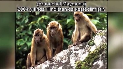 Daha önce hiç görmediğiniz 17 yeni hayvan türü