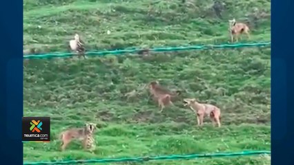 tn7-Grupo-de-coyotes-sorprendió-a-vecinos-de-Cartago-140621
