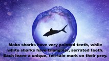 Facts About Sharks
