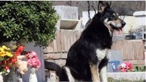 Is this Dog Was Really Guarding Her Owner’s Grave? But One Rescuer Uncovered A Stunning Secret