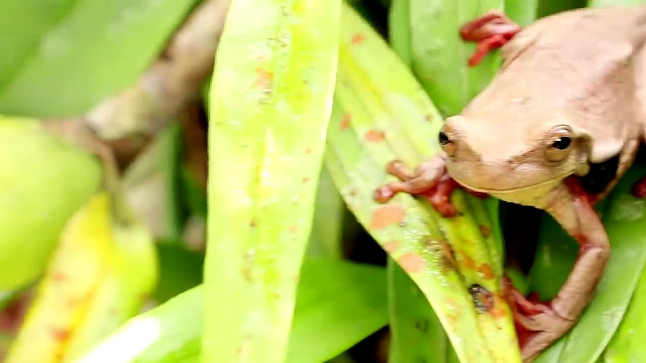 10 Dangerous Animals You Should Run Away From
