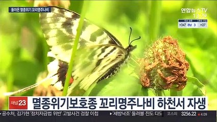 "멸종위기 꼬리명주나비 살리자"…서식지·생태정원 조성