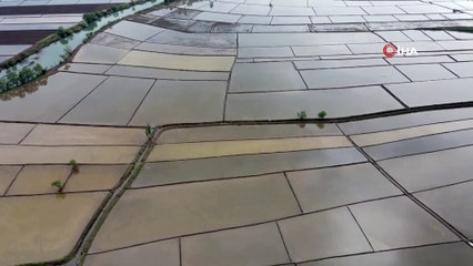 Çeltik tarlalarının sofraya uzanan yolculuğu başladı