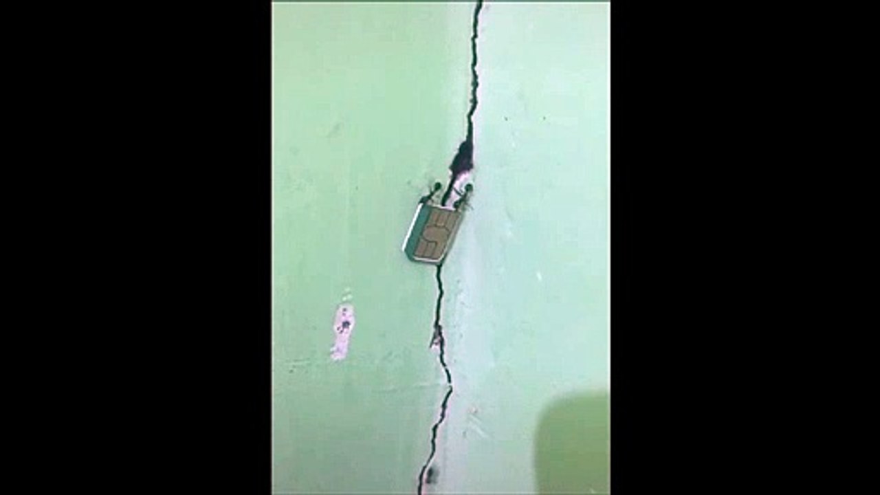 Ces fourmis ont besoin de passer un coup de fil...