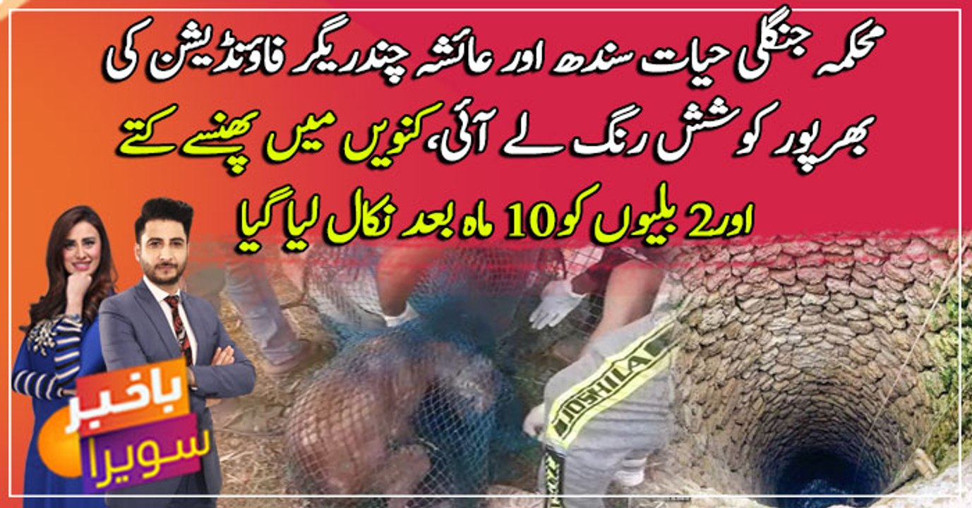 Dog, two cats rescued from the bottom of a well