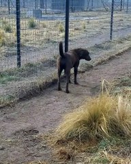the  Lion asking dog for forgiveness /best friends short video
