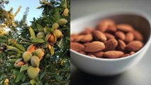 Les bienfaits des amandes