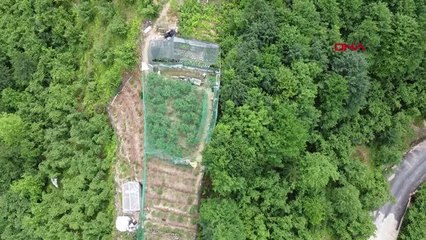 TRABZON'DA YABAN MERSİNİ EKTİ, YILLIK 100 BİN TL KAZANIYOR