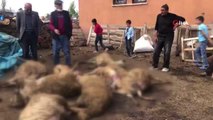 Aç kalan kurtlar kent merkezinde koyun sürüsüne saldırdı