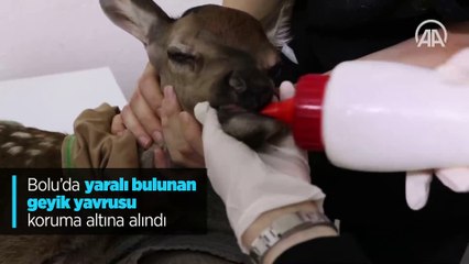 Minik yaralı geyik koruma altında
