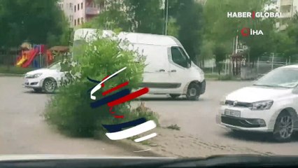 Kent merkezinde tavuk avlayan tilkiye takip