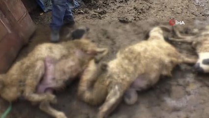 Kars'ta ahırı giren kurt 20 koyunu telef etti