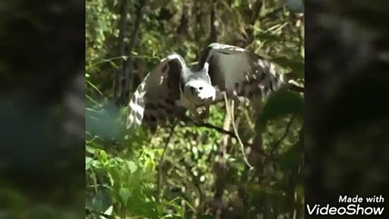 EAGLES ATTACKS