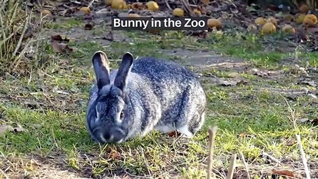 Bunny Cute Rabbits The Cutest Bunny Rabbits Ever. #19 Is Cuteness Overload!