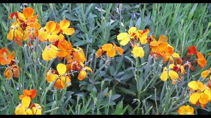 Arrivée de Saint Joseph à Ma Maison de Metz