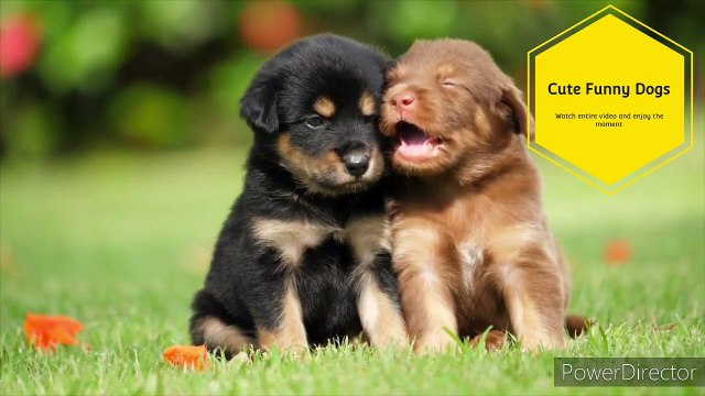 Funniest & Cutest Labrador Dogs “Until one has loved an animal, a part of one’s soul remains never awakened.” – Anatole France