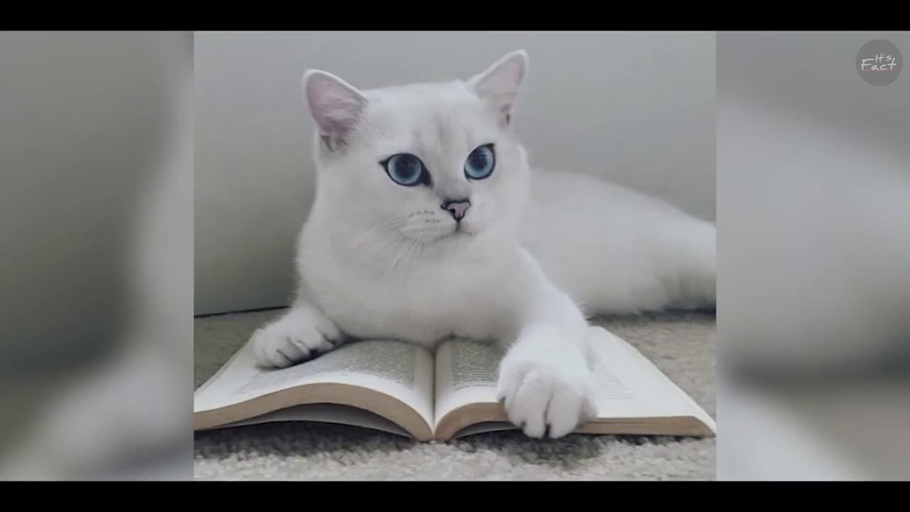 Why Most Of The Celebrities Use iPhone_ _ Celebrities हमेशा iPhone ही क्यों Use करते है _ It's Fact