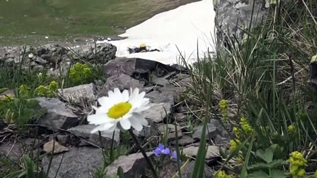 KARS - 'Kar panterleri'nin mesaisi haziran ortasında sona erdi