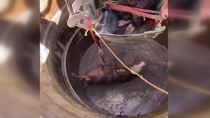 SU KUYUSUNA DÜŞEN BOĞA, İŞ MAKİNESİ YARDIMIYLA KURTARILDI
