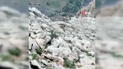 Tunceli’de çengel boynuzlu yaban keçi sürüsü görüntülendi