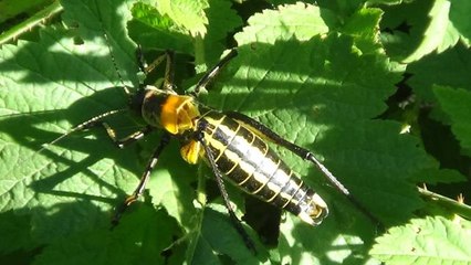 Dev çekirgeler bu kez Çatak'ta görüldü