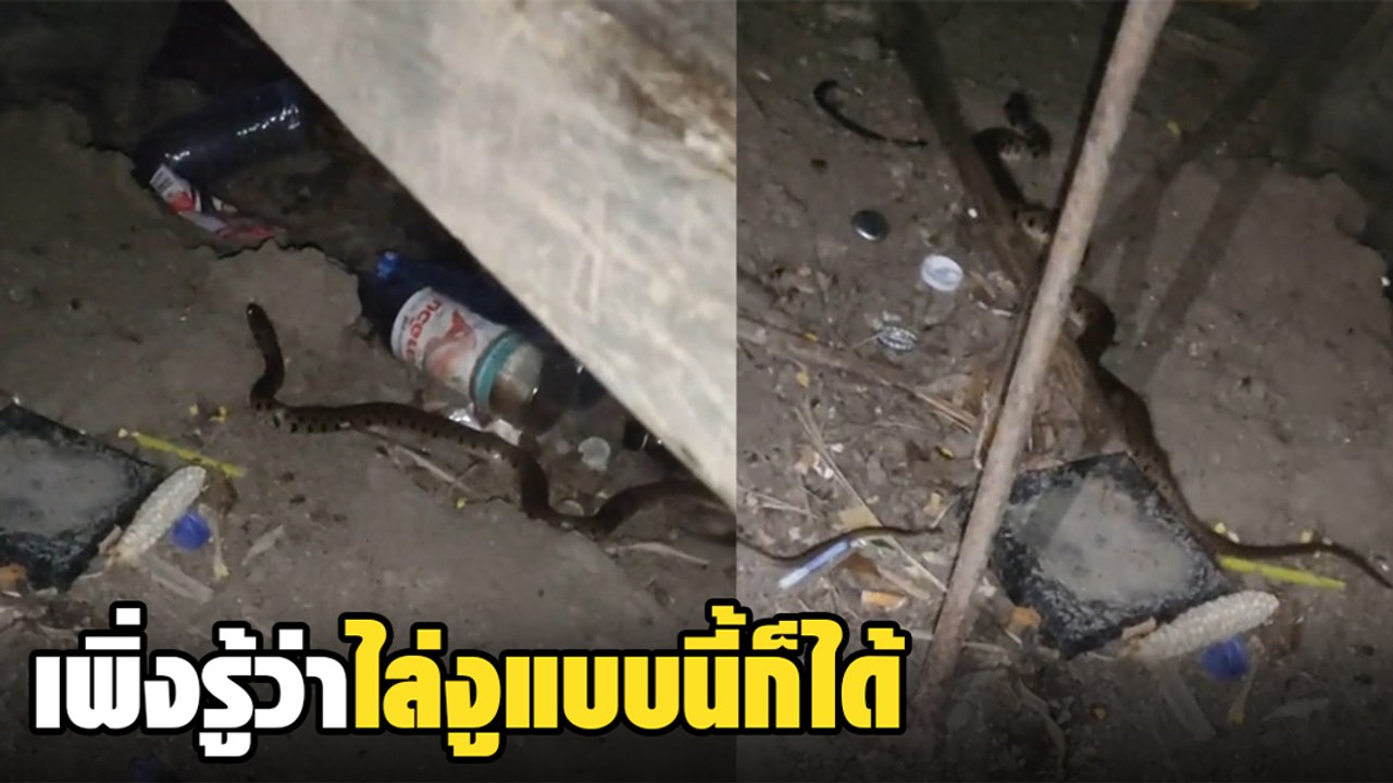 มิติใหม่การไล่งู ! อุปกรณ์ไม่ต้องเยอะ แค่ 2 คำสั้น ๆ ฮาลั่นทั้งโซเชียล