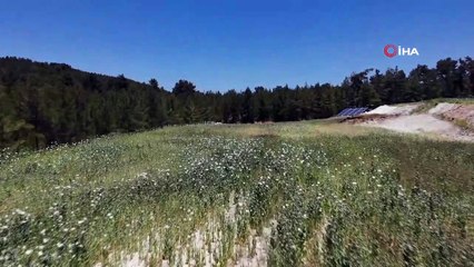 Taşıma suya muhtaç kalan haşhaşlardan yüksek rekolte bekliyor