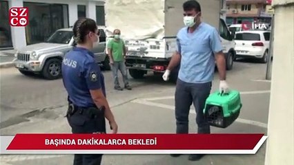 Kadın polis, bir aracın çarpıp kaçtığı yavru kedinin başından dakikalarca ayrılamadı
