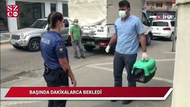 Kadın polis, bir aracın çarpıp kaçtığı yavru kedinin başından dakikalarca ayrılamadı
