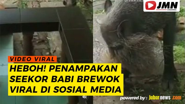 REPORTASE - HEBOH! PENAMPAKAN SEEKOR BABI BREWOK VIRAL DI SOSIAL MEDIA
