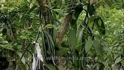 Vanilla _ the only orchid that produces an edible fruit