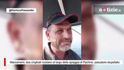 Marzamemi, due cinghiali nuotano al largo della spiaggia di Pachino: pescatore stupefatto