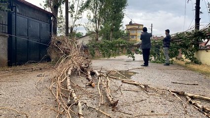Şiddetli rüzgar ağacı devirdi, elektrik ve iletişim hatlarını kopardı