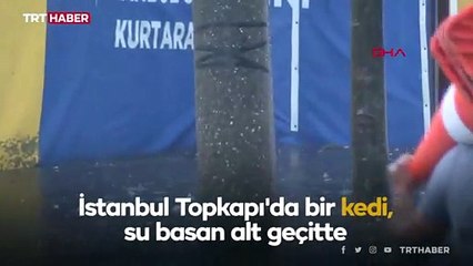 Hayatta kalmak için çırpınan kediyi kurtaran yardım