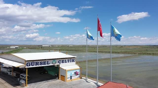 ÜRETİMDEN İHRACATA TARIM - Hastanedeki görevinden istifa eden doktor, çeltik üreticisi oldu