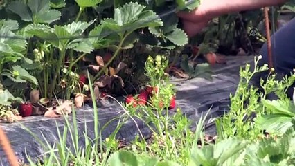 BOLU - Hobi olarak çilek üretmeye başlayan itfaiyeci talebe yetişemiyor