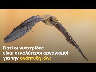 Γιατί οι νυχτερίδες είναι οι καλύτεροι οργανισμοί για την ανάπτυξη ιών;